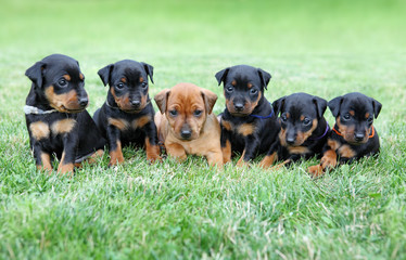The Miniature Pinscher puppies © PozitivStudija