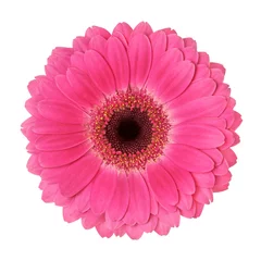 Foto op Plexiglas Gerbera bloem op een witte achtergrond