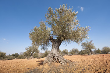 Olive tree. Photo taken in Brea de Tajo, Madrid Province, Spain