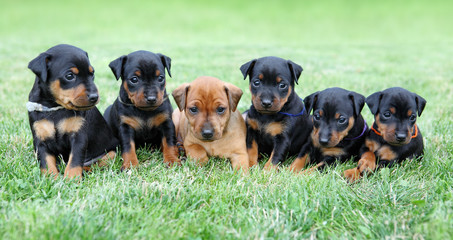 The Miniature Pinscher puppies © PozitivStudija
