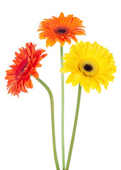 flowers on a white background