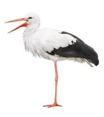 Stork on his long legs and an open beak. Symbol of pregnancy.