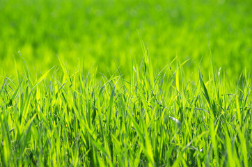 green grass
