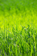 grass background