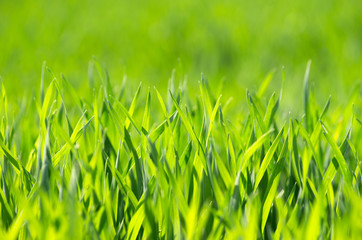 grass