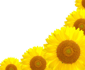 sunflower nature on the summer background