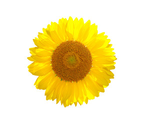 Fototapeta premium The beautiful yellow Sunflower