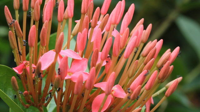 Closeup pink Ixora flower and ant  on pink lxora flower