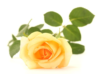 Naklejka premium beautiful rose isolated on white