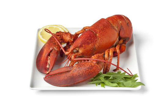 Fresh cooked lobster