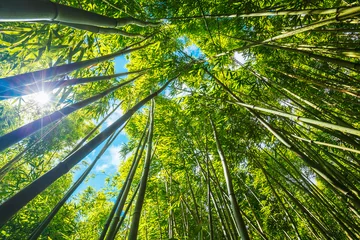 Cercles muraux Bambou Bambou