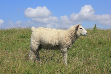 Junges Hausschaf, Ovis orientalis aries