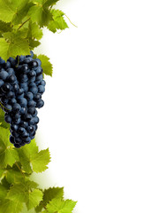 Collage of vine leaves and blue grape © Rostislav Sedlacek