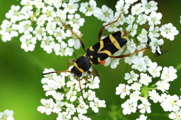 Clytus arietis parassitato da un acaro