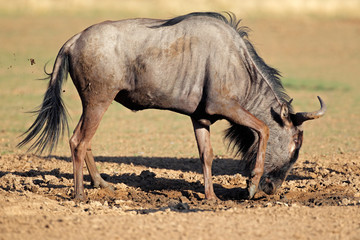 Blue wildebeest playing, Kalahari desert