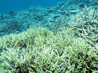 Fototapeta na wymiar 青い珊瑚礁