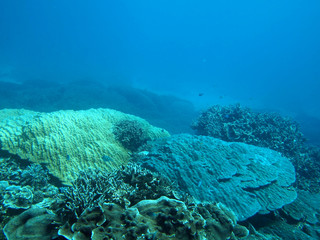 青い珊瑚礁