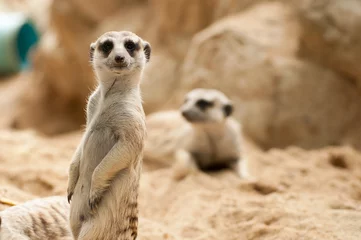 Fototapeten Meerkat position standing watchful guard © pitchayarat2514