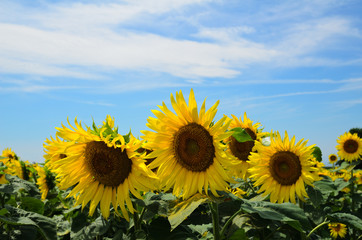 Obraz premium Girasoli