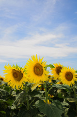 Obraz premium Girasoli