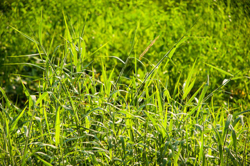 Obraz premium The grass field