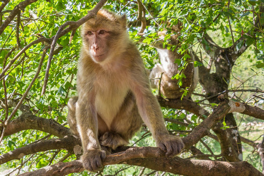 Macaques assis dans les arbres