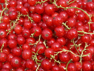 rote Johannisbeeren