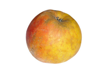 Fototapeta premium Apfel, Boskoop, Malus domestica