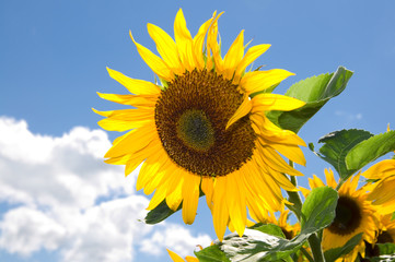Naklejka premium Sonnenblumen