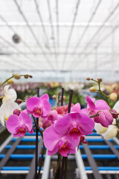 Colorful orchids in greenhouse