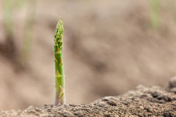 Single aspargus on soil ready to harvest