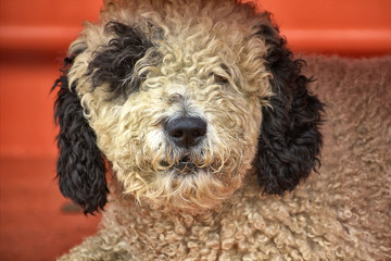 hairy black and white dog resting