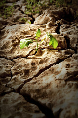 Green plant on dry soil background