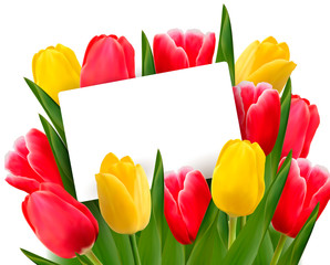Red and yellow tulips and blank of card. Vector