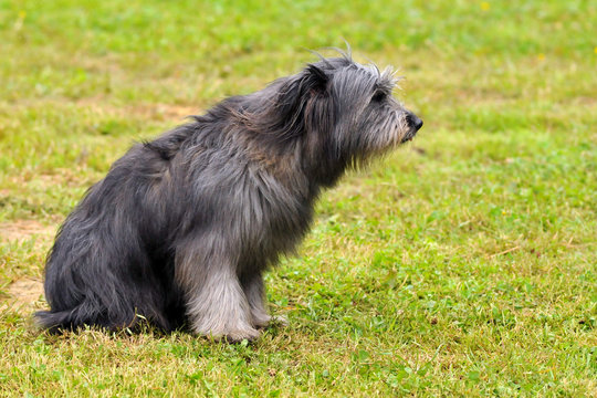 chien de sport