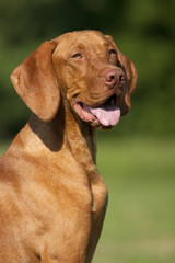 Magyar Vizsla