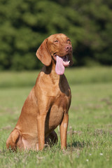 Magyar Vizsla