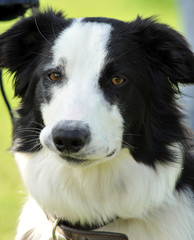 border collie