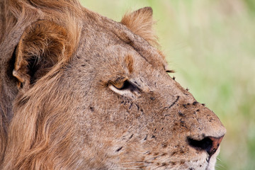 Portrait of male lion staring