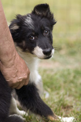 chiot border collie