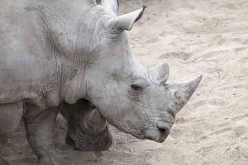 Obraz premium Nashörner