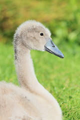 Schwan-17637b1