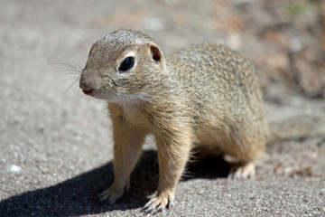 Erdhörnchen