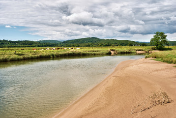 Tidal riverbank on the River Leven