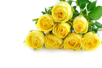 Beautiful yellow roses background