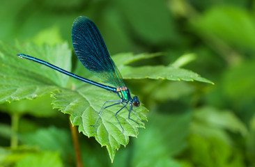 Closeup of dragonfly Calopteryx sitting on a green leaf.