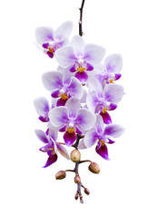 Fototapeta na wymiar a branch of phalaenopsis orchid on white