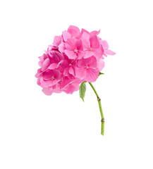 single pink hydrangea isolated on white