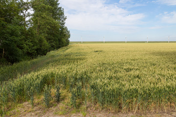 Fototapeta premium Farmland with wheat in the Netherlands