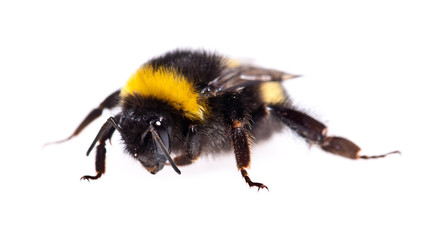 Bumblebee macro view isolated